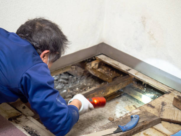 Best Bathroom Mold Remediation in Morro Bay, CA