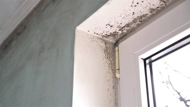 Best Post-Flood Mold Remediation in Morro Bay, CA