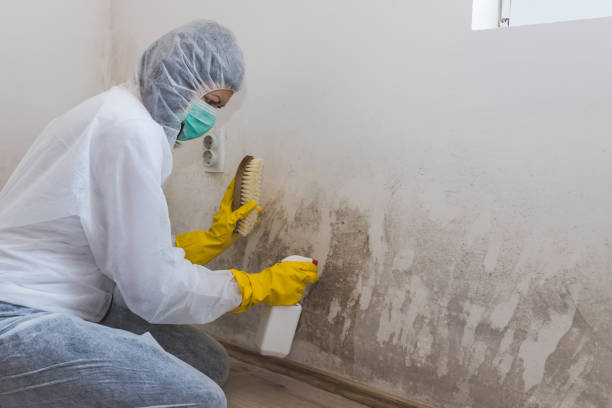 Best Mold Remediation for Specific Building Types in Morro Bay, CA