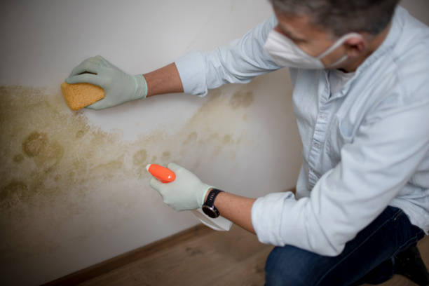 Best Mold Remediation for Specific Building Types in Morro Bay, CA