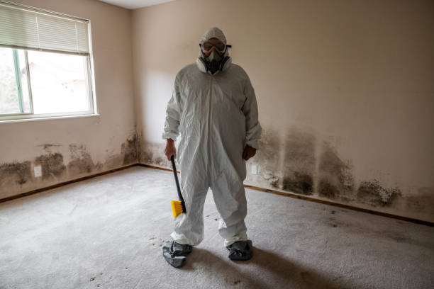 Best Attic Mold Remediation in Morro Bay, CA