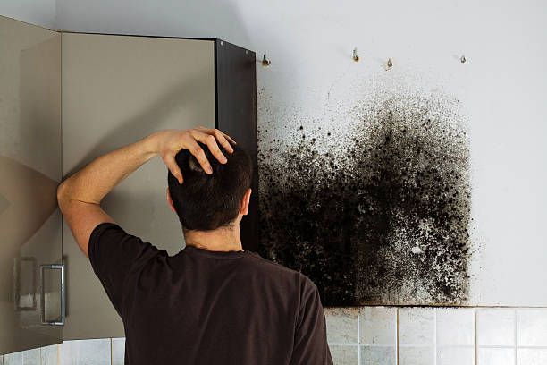 Best Commercial Mold Remediation in Morro Bay, CA